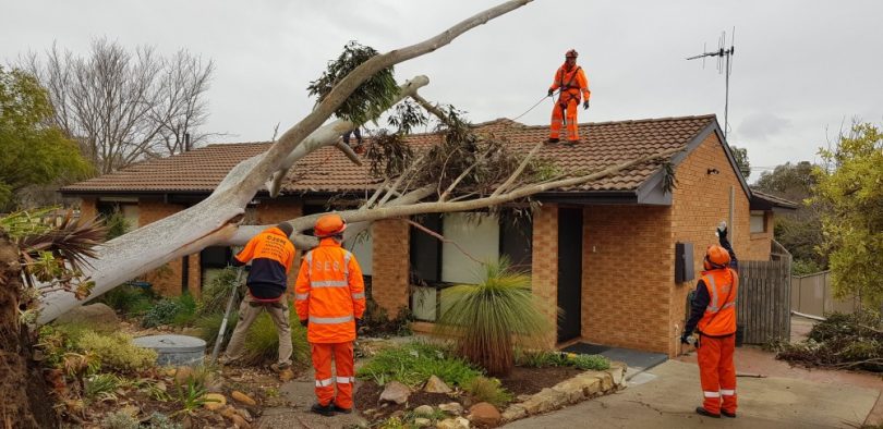 Nambour Tree Removal