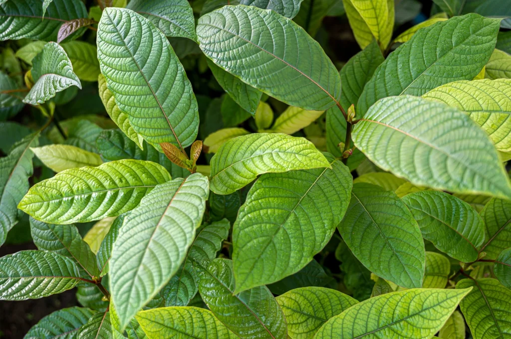 buy sumatra kratom